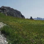 Alpejska łąka nad Passo Gardena