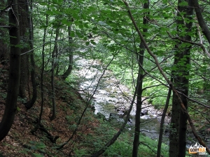 Zejście do doliny potoku Forendowskiego
