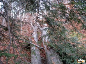 Olbrzymie powalone drzewo w dolinie Łopusznej