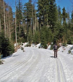 Trasa narciarstwa biegowego z Obidowej na Turbacz