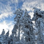 „Bajkowe” drzewa pod szczytem Ćwilina