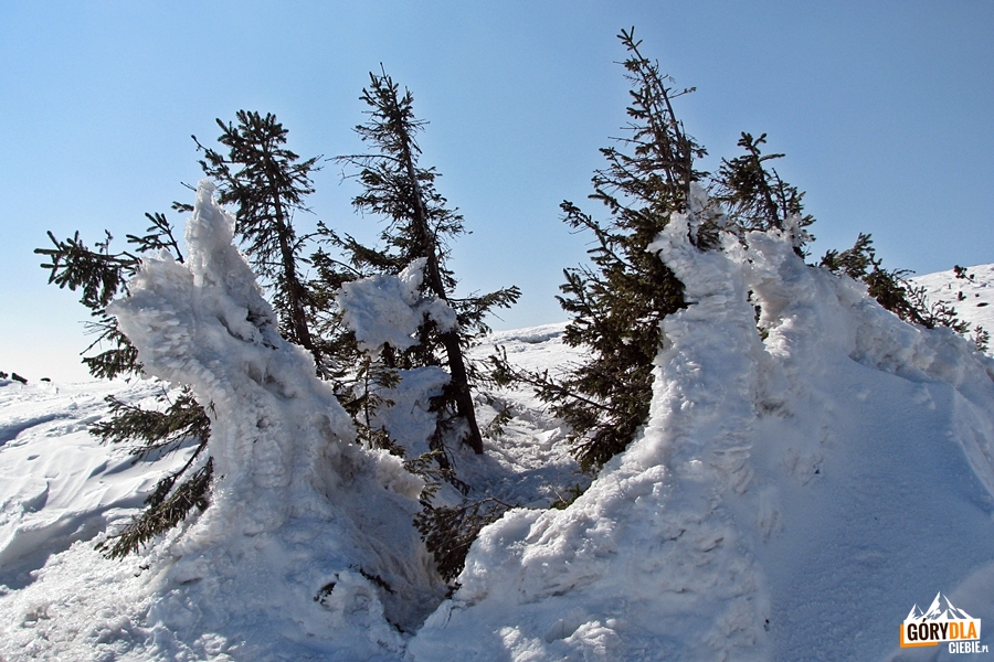 "Lodowe rzeźby" na grani Babiej Góry 1725 m