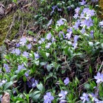 Barwinek mniejszy w Rezerwacie Biała Woda