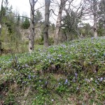 Kwiatowy dywan w Rezerwacie Białej Wody (barwinek mniejszy)