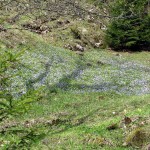 Kwiatowy dywan w Rezerwacie Białej Wody (barwinek mniejszy)