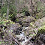 Potok Kamionka w Wąwozie Homole