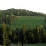 Wypas owiec na zboczach Borsuczyn 939 m