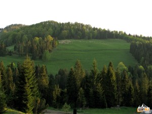 Wypas owiec na zboczach Borsuczyn 939 m