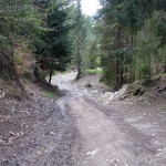 Zielony szlak na Wysoką 1050 m (nad Wąwozem Homole)