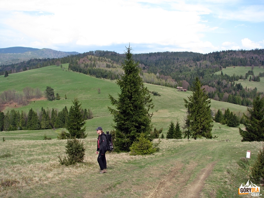 Przełęcz Rozdziela widziana spod Wierchliczki 955 m