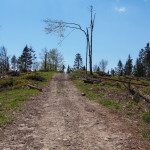 Stromy, ale krótki podjazd na niebieskim szlaku w kierunku Szczawnicy