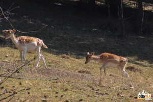 Stado jeleni mandżurskich w gospodarstwie agroturystycznym „Łapszańska Ostoja”