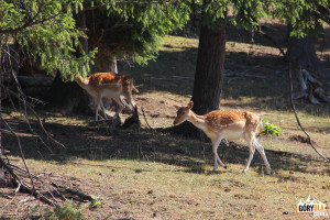 Stado jeleni mandżurskich w gospodarstwie agroturystycznym „Łapszańska Ostoja”