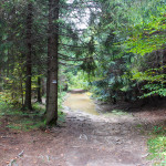 Czarny szlak prowadzący wzdłuż „Bagien Łopieńskich” w rejonie Łopienia Środkowego