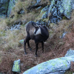 Kozica przy Zmarzłym Stawie Gąsienicowym