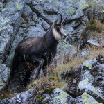 Kozica przy Zmarzłym Stawie Gąsienicowym