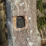 Napis na drzewie - Cmentarz w nieistniejącej wsi Nieznajowa