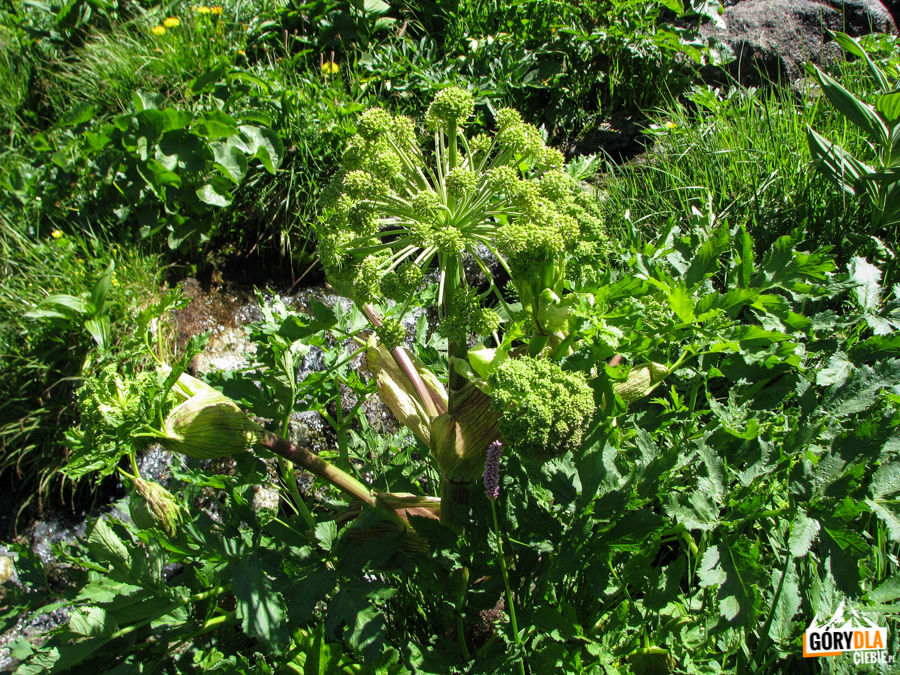 Dzięgiel litwor (gatunek rośliny z rodziny selerowatych) w Dolinie Litworowej.