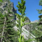 Ciemiężyca zielona (gatunek rośliny z rodziny melantkowatych) w Dolinie Białej Wody