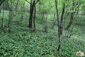 Kwitnący czosnek niedźwiedzi