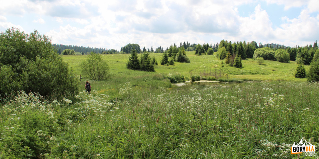 Dzikie łąki w Beniowej