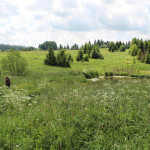 Dzikie łąki w Beniowej