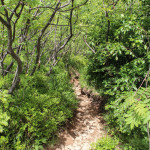 Zejście z Wielkiej Rawki niebieskim szlakiem do Ustrzyk Górnych