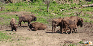 Pokazowa Zagroda Żubrów w Mucznem