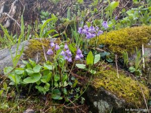 Urdzik karpacki (Soldanella carpatica), zdj. Renka Ferenc