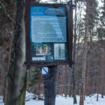 "Świerk Siłosław" pomnik przyrody przy żóltym szlaku na Polanę Krawcową i Jałowiec