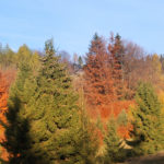 Bacówka nad Wierchomlą ukryta wśród kolorowych jesiennych drzew