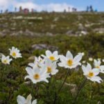 Sasanka alpejska na Babiej Górze (kwitnie od maja do czerwca)