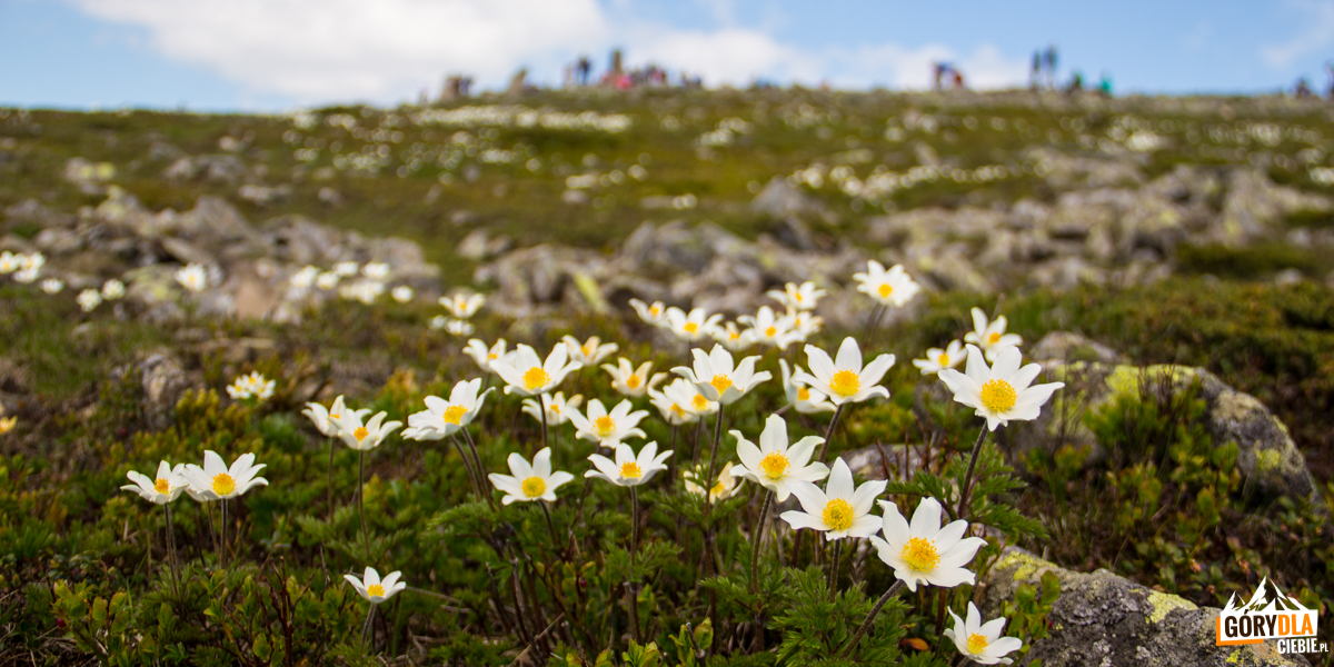 Sasanka alpejska na Babiej Górze (kwitnie od maja do czerwca)