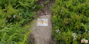 Żółty szlak pod szczytem Pikuja (1408 m)