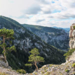 Sosenki porastające wapienne skały – widok przy zejściu żółtym szlakiem do wsi Kaisserbrunn