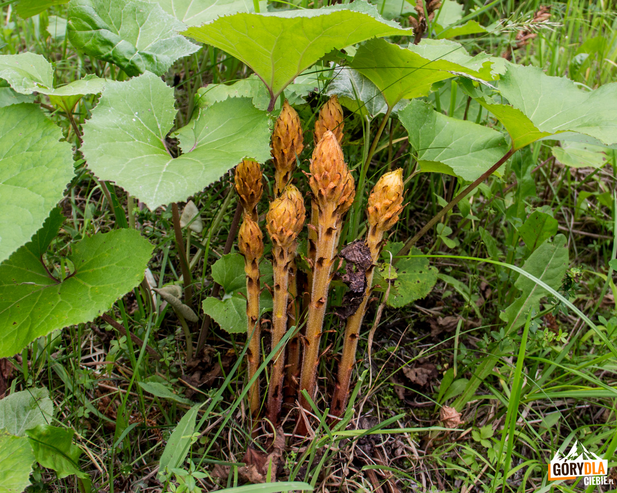Żmijowiec zwyczajny (Echium vulgare) 