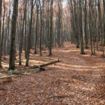 Żółty szlak na Bukowe Berdo, przy ścieżce znajdują się drewniane ławki