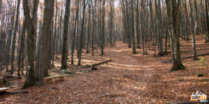 Żółty szlak na Bukowe Berdo, przy ścieżce znajdują się drewniane ławki
