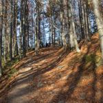 Trasa czerwonego szlaku z Szerokiego Wierchu do Ustrzyk Górnych