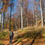 Jesienny bieszczadzki las (czerwony szlak na Dwernik Kamień)