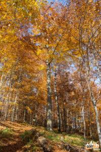 Piękny bukowy las - na szlaku z Dwernika Kamienia do Nasicznego. Znajdują się tu okazy wpisane do rejestru bazy nasiennej w Polsce