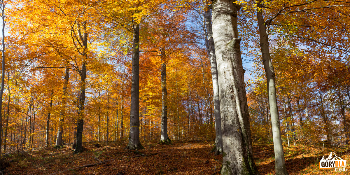 Piękny bukowy las - na szlaku z Dwernika Kamienia do Nasicznego. Znajdują się tu okazy wpisane do rejestru bazy nasiennej w Polsce