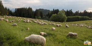 Owieczki na hali Majerz