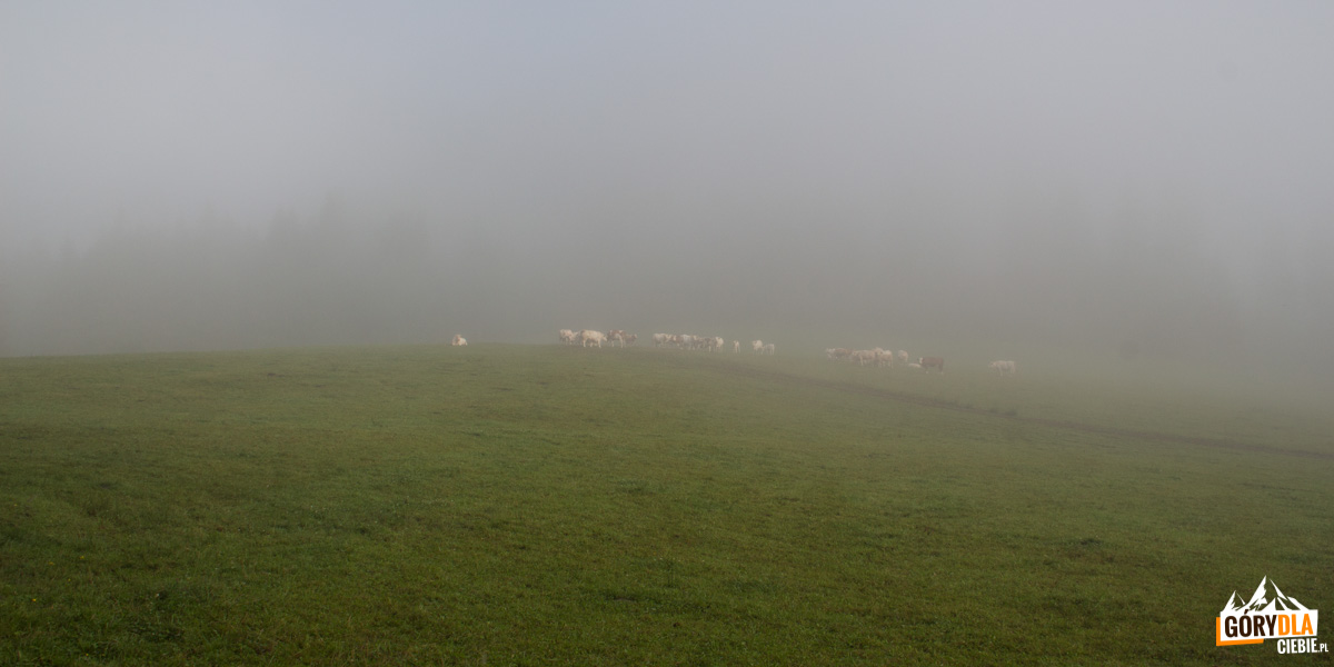 Krowy na polanie przy czerwonym szlaku z Jasieniowej (Jasenová)