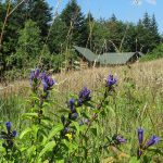 Goryczka trojeściowa (Gentiana asclepiadea), kwitnie od sierpnia do września, jej pojawienie się zwiastuje nadejście jesieni. Tutaj na polanie na drodze zejścia niebieskim szlakiem z Eliaszówki do Kosarzysk