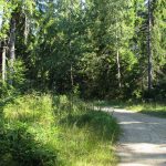 Droga zielonego szlaku na Eliaszówkę biegnie granicą polsko - słowacką