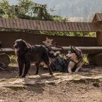 Czworonożni turyści przy Schronisku pod Szarotką (słow. chata Plesnivec) 1290 m