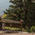 Czworonożni turyści przy Schronisku pod Szarotką (słow. chata Plesnivec) 1290 m