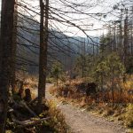 Scieżka niebieskiego szlaku prowadzi teraz dnem Doliniy Zadnich Koperszadów