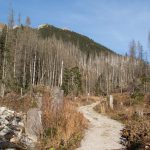 Scieżka niebieskiego szlaku prowadzi teraz dnem Doliniy Zadnich Koperszadów